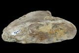 Partial Dinosaur Vertebra Process - Aguja Formation, Texas #116734-2